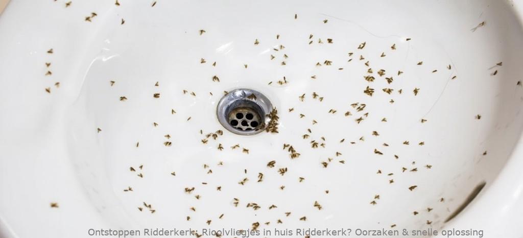 Rioolvliegjes in huis Ridderkerk? Oorzaken & snelle oplossing